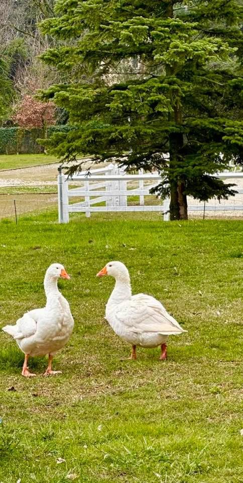 Agriturismo Il Boschetto Ornago Εξωτερικό φωτογραφία