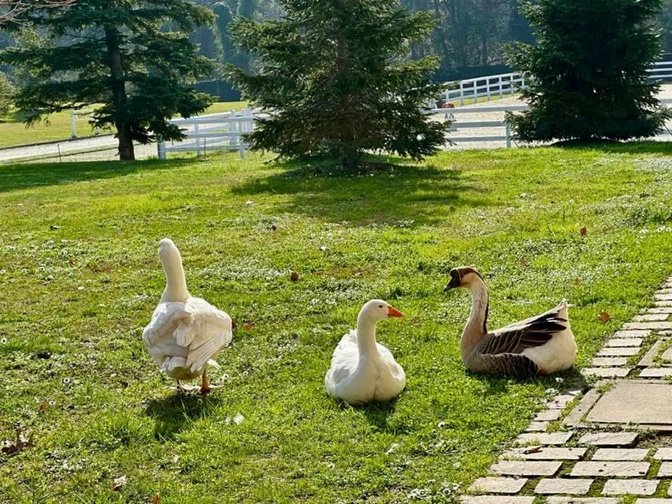 Agriturismo Il Boschetto Ornago Εξωτερικό φωτογραφία